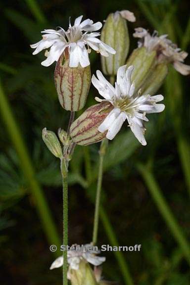 silene douglasii var douglasii 1 graphic